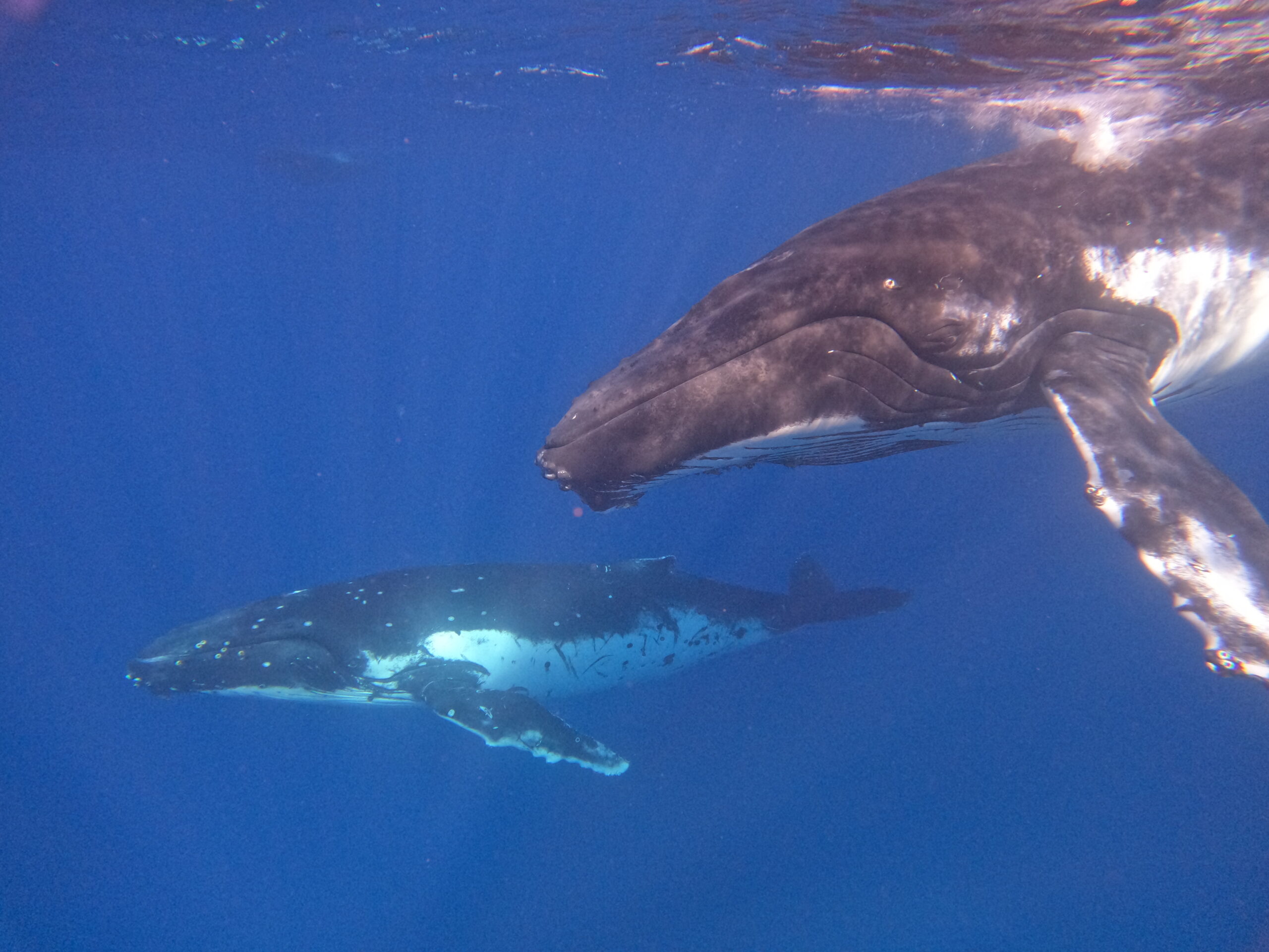 Swimming with Whales in Tonga